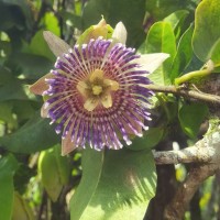<i>Passiflora maliformis</i>  L.